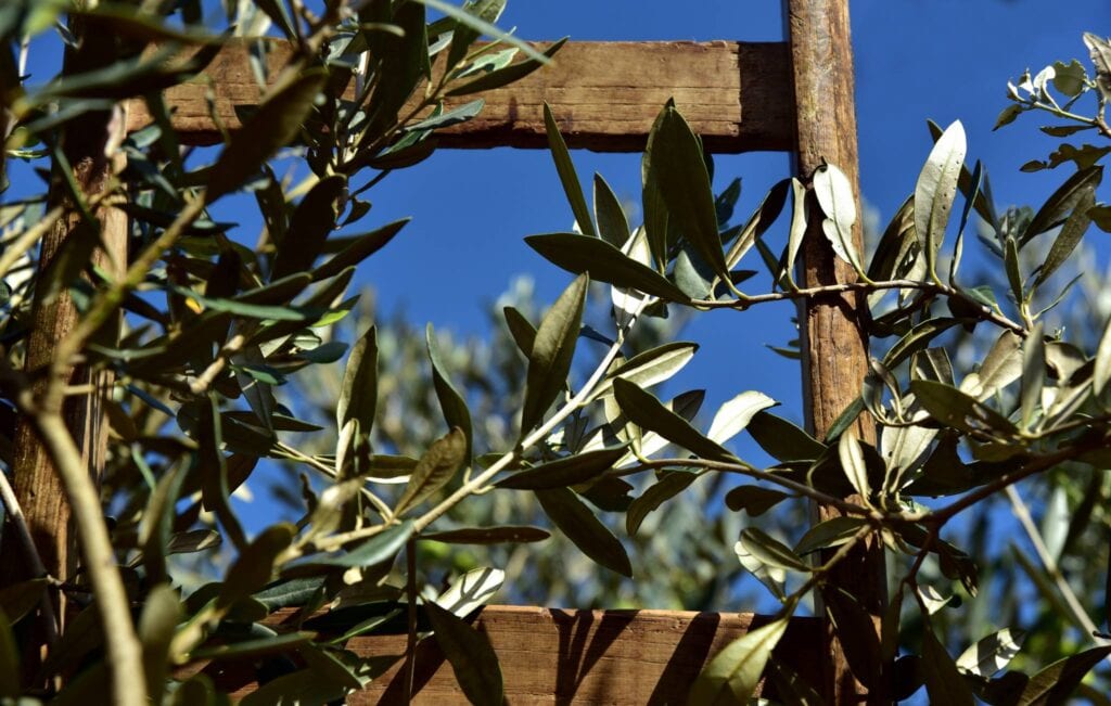 produzione olio di oliva bio umbria