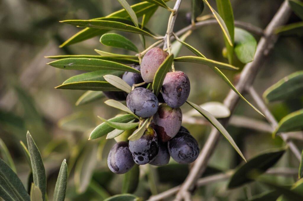 olio di oliva bio umbria olive su albero